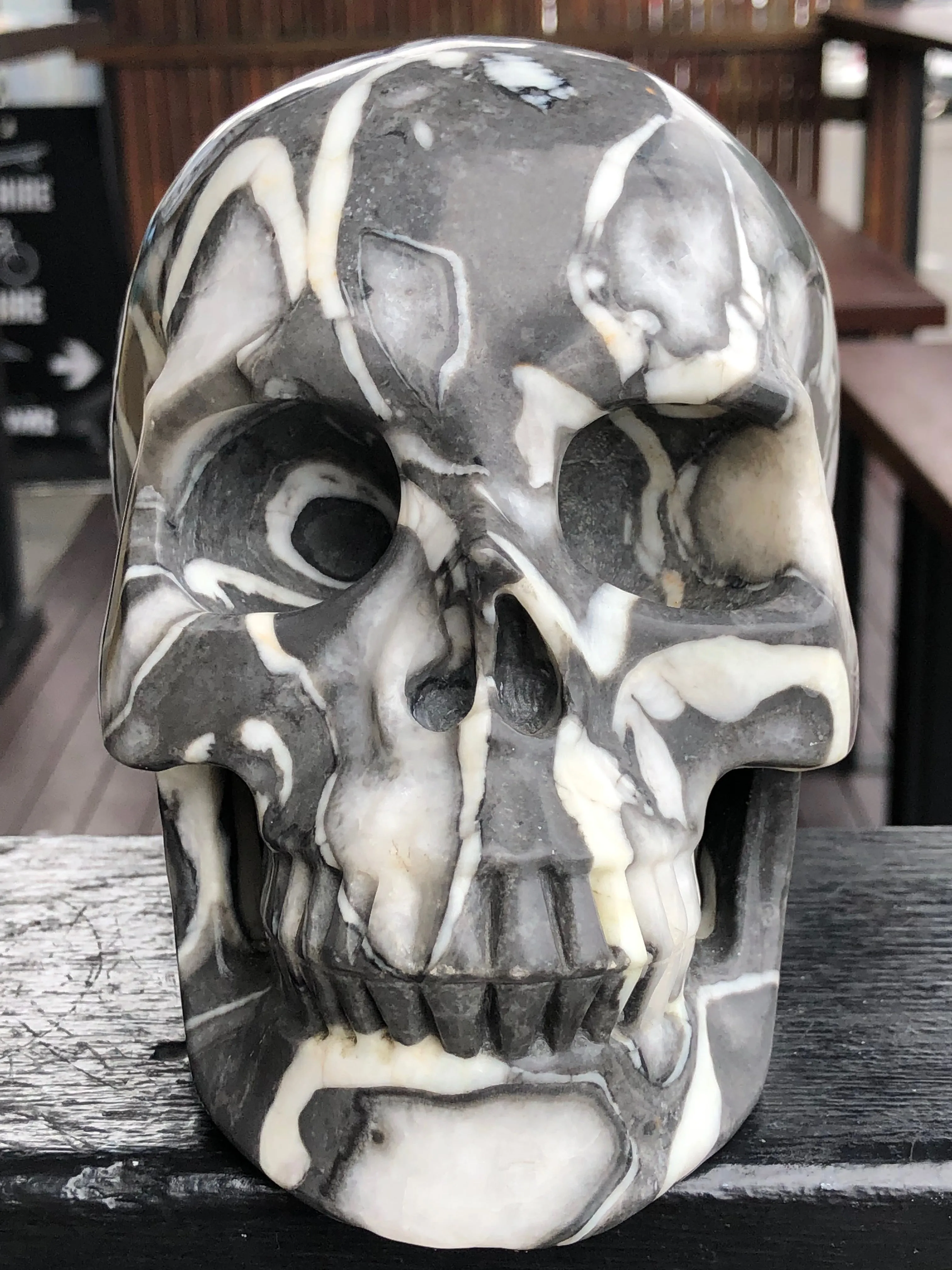 Black Marine Fossil Skull [1k282]