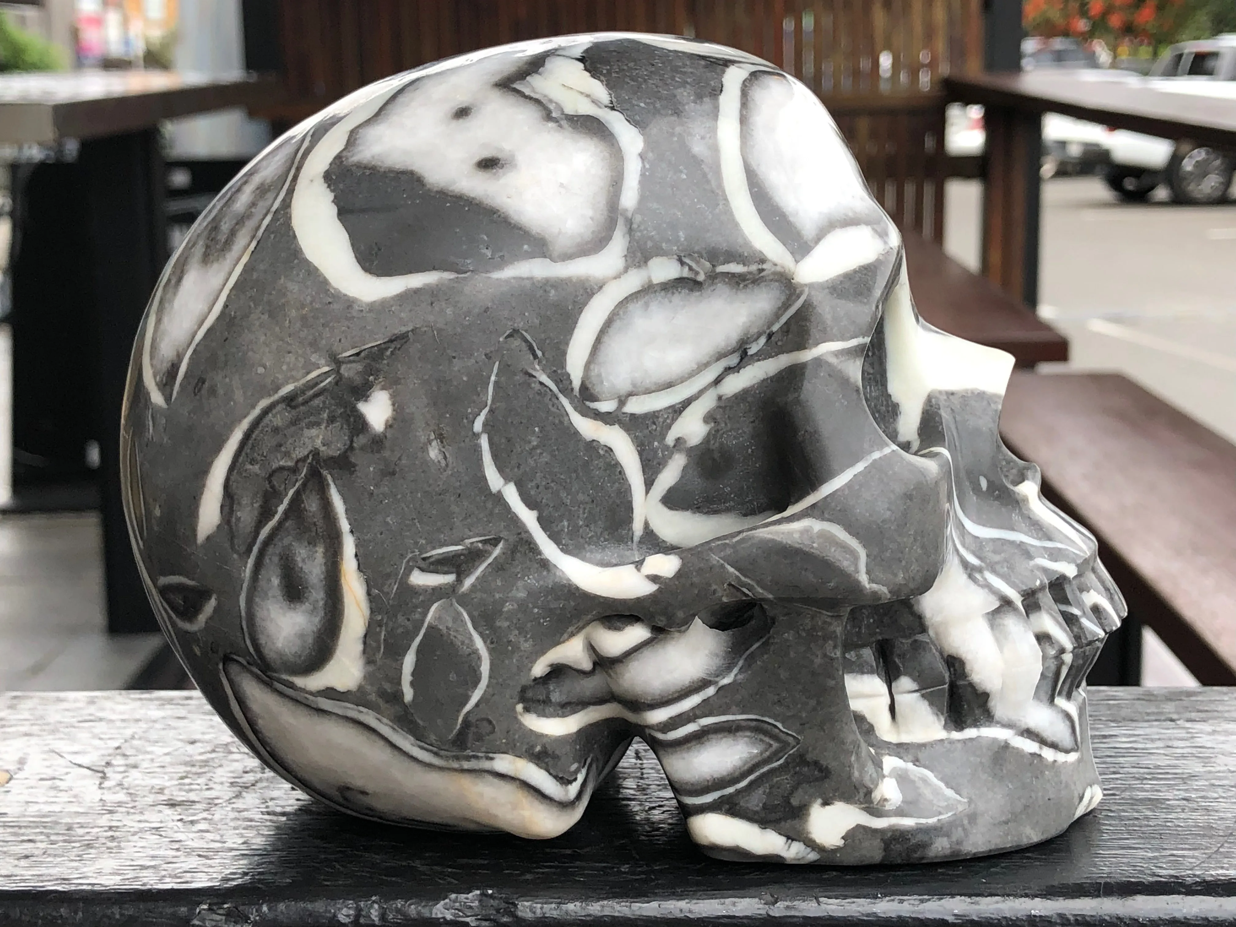 Black Marine Fossil Skull [1K313]